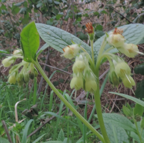 Symphytum bulbosum (Boraginaceae)